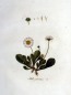 Preview: Gänseblümchen Blüten bio